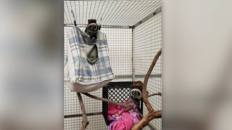 The Dallas Zoo says its missing monkeys lost weight but “show no signs of injury” after their...