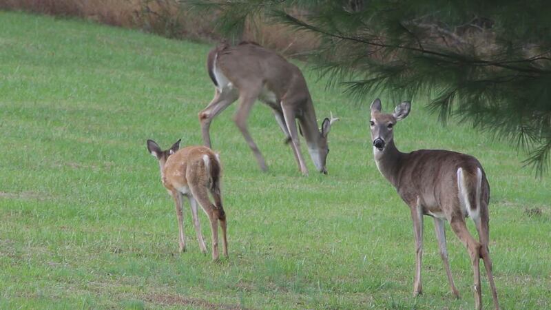 West Virginia Division of Natural Resources released new hunting and trapping guidelines on...