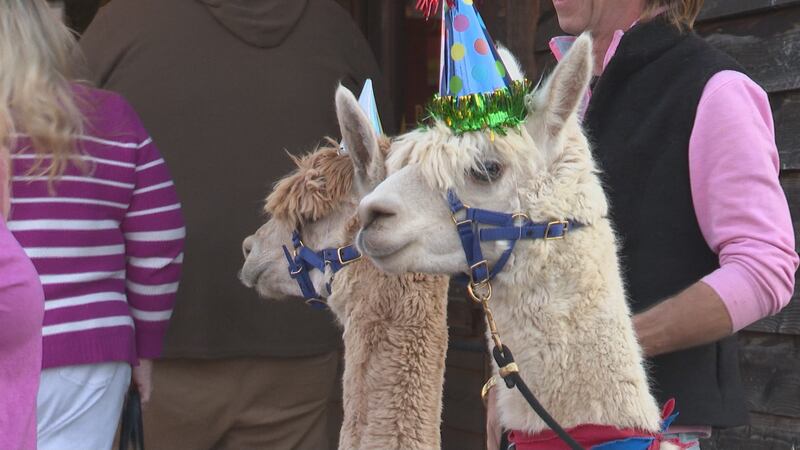Alpacagrams are a way you can send a message via an alpaca.