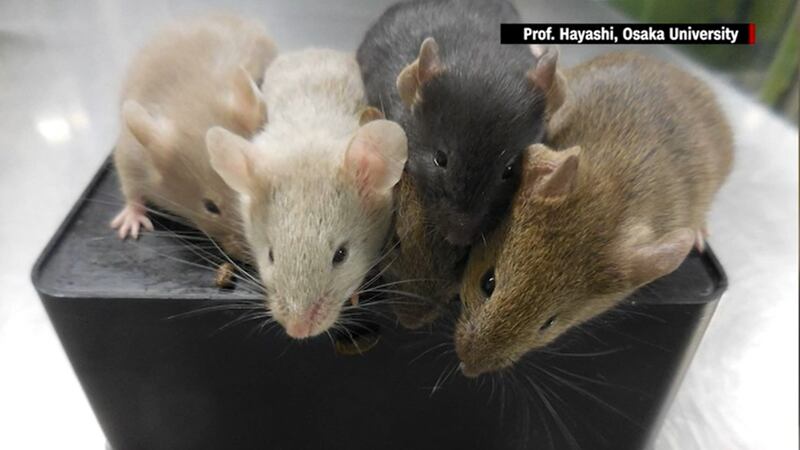 The team, led by a professor of genome biology at Osaka University in Japan, generated eggs...