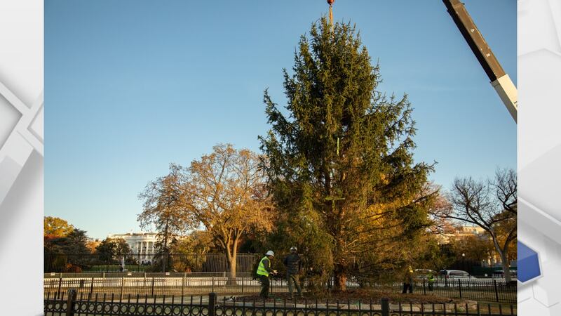 The old National Christmas Tree, planted in 2021. Its replacement will be from the Monongahela...