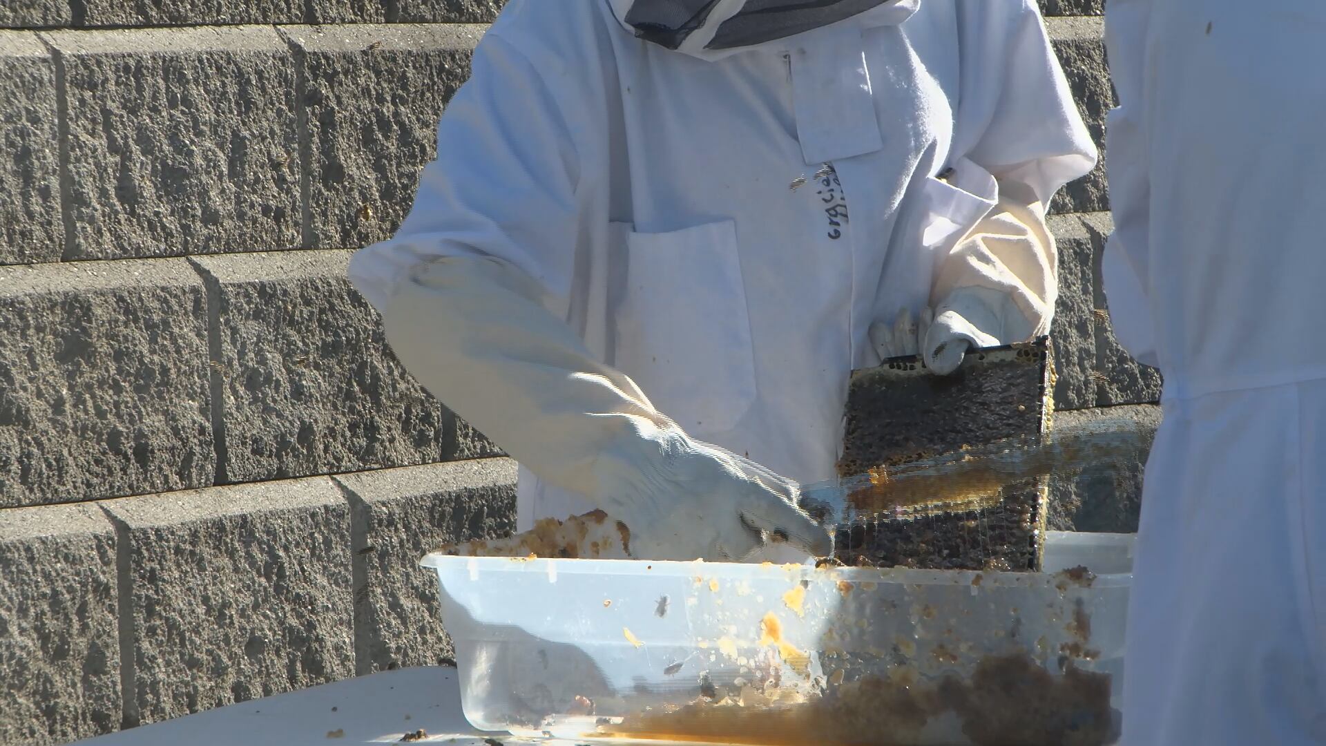East Fairmont High School Beekeeping Club looking to create environmental stewards - Vimarsana News